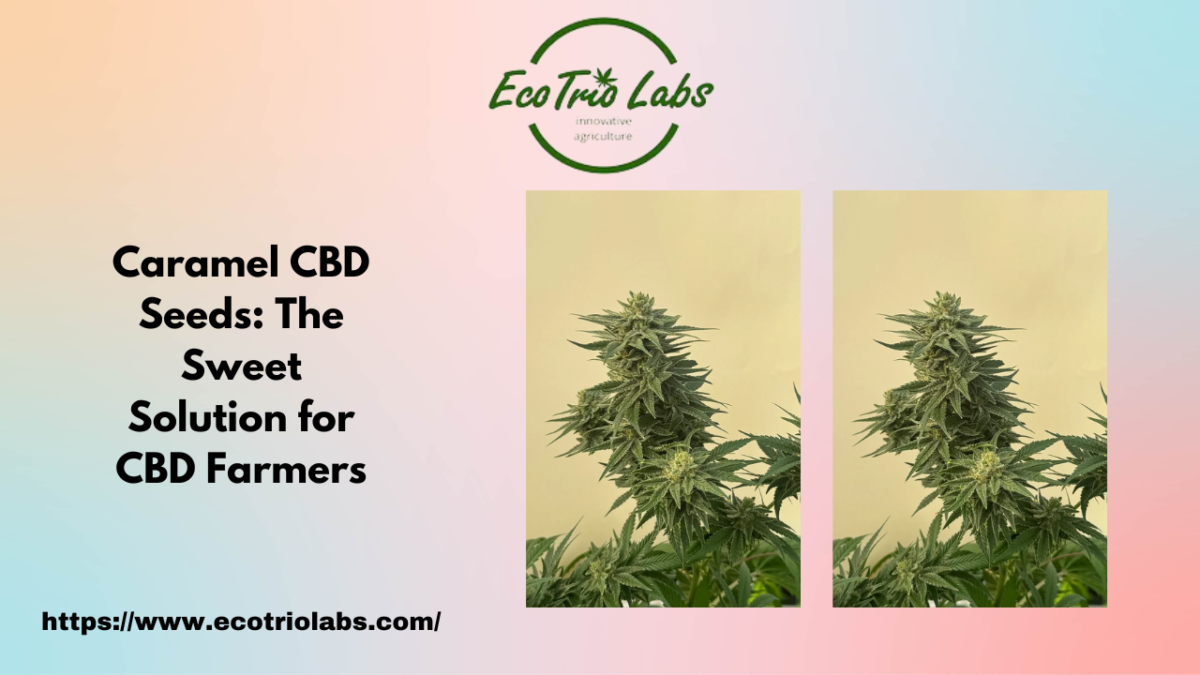 Caramel CBD Seeds: The Sweet Solution for CBD Farmers