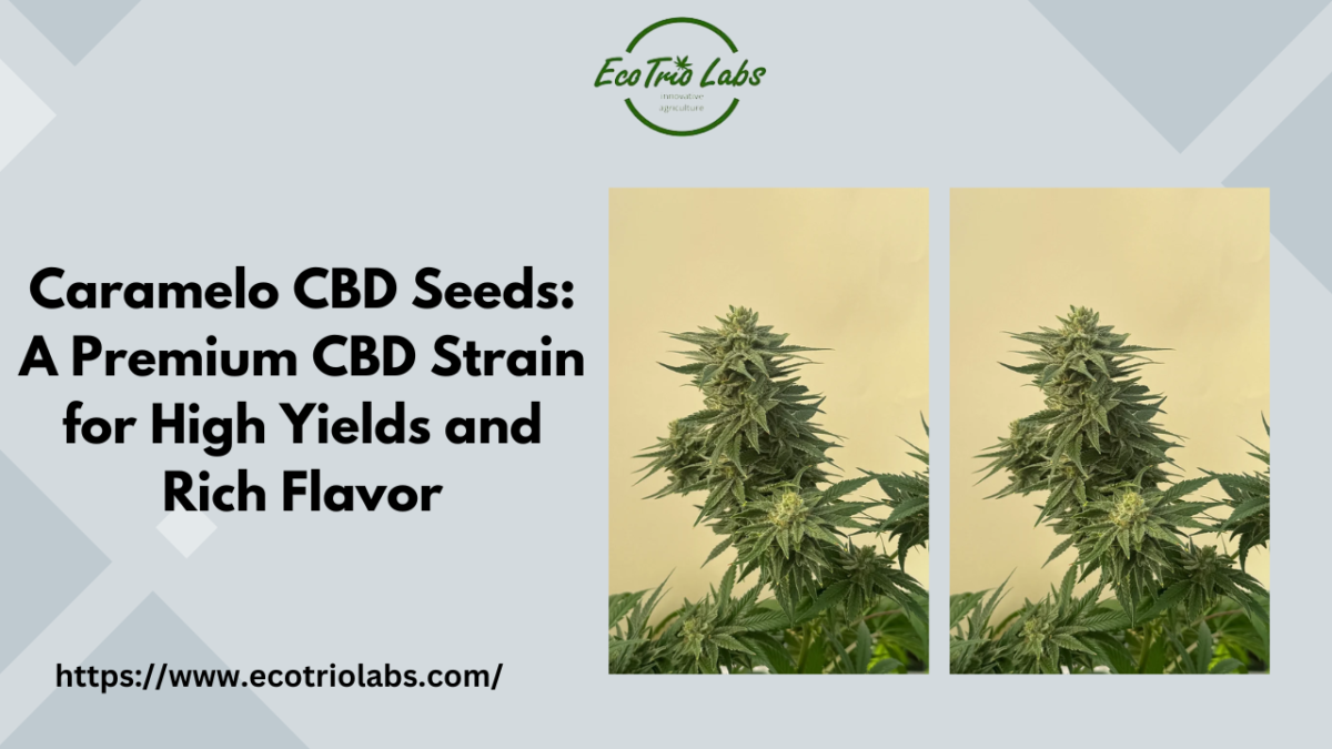 Caramelo CBD Seeds: A Premium CBD Strain for High Yields and Rich Flavor