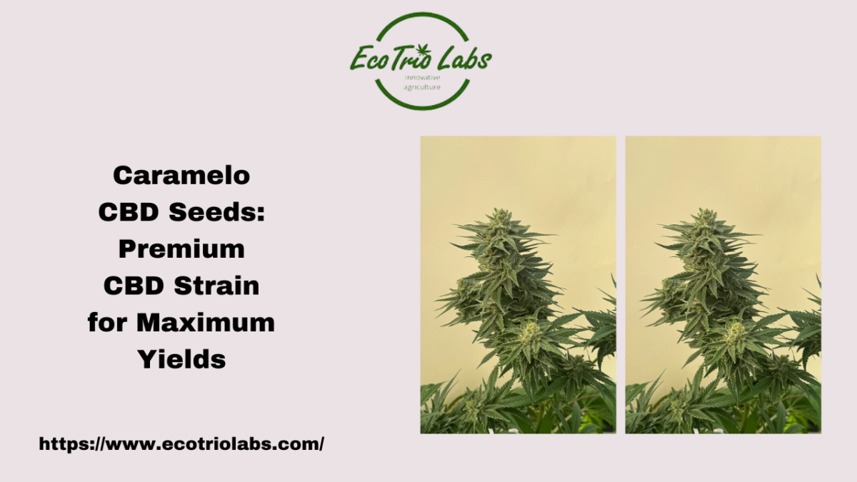 Caramelo CBD Seeds