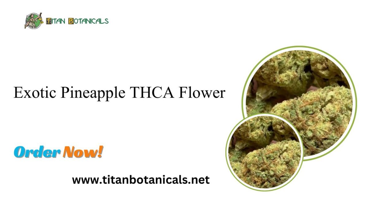 Pineapple Express THCA: Exploring the Tropical Experience with Exotic Pineapple THCA Flower