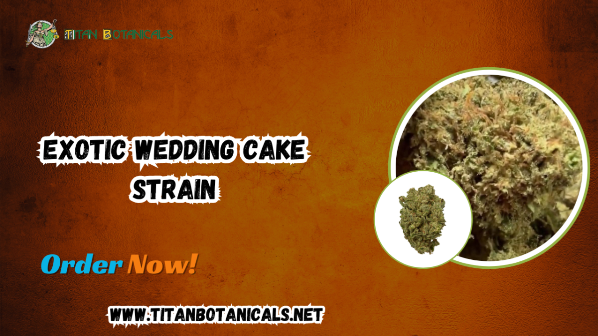 Discover the Exotic Wedding Cake Strain: A Premium Cannabis Experience