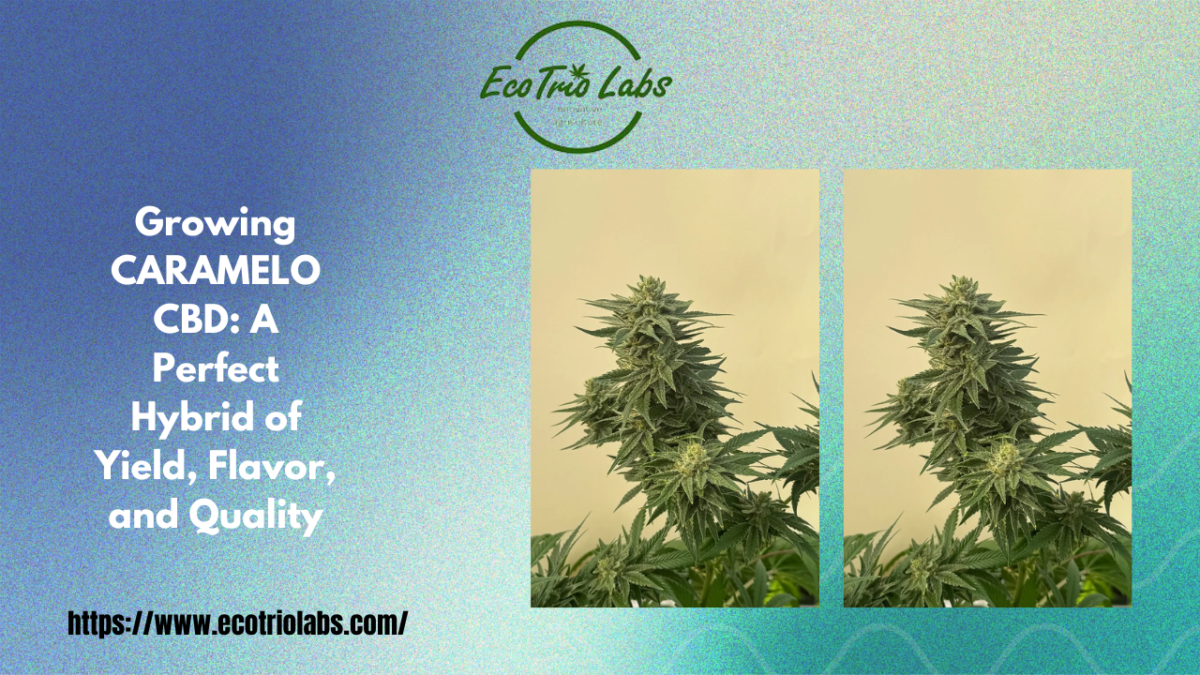 Growing CARAMELO CBD: A Perfect Hybrid of Yield, Flavor, and Quality