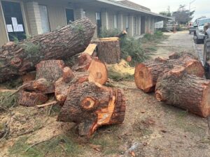 Tree trimming service in Fresno CA