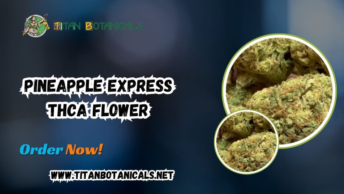 Pineapple Express THCA Flower: A Burst of Tropical Bliss by Titan Botanicals