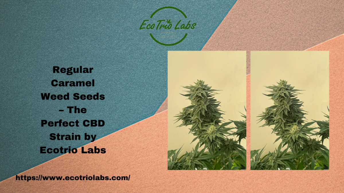 Regular Caramel Weed Seeds – The Perfect CBD Strain by Ecotrio Labs