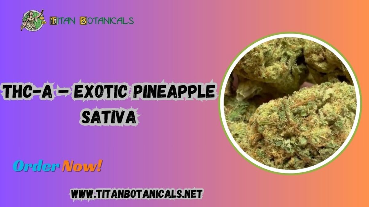 Elevate Your Experience with THC-A – Exotic Pineapple Sativa: A Deep Dive into Pineapple THCA Flower