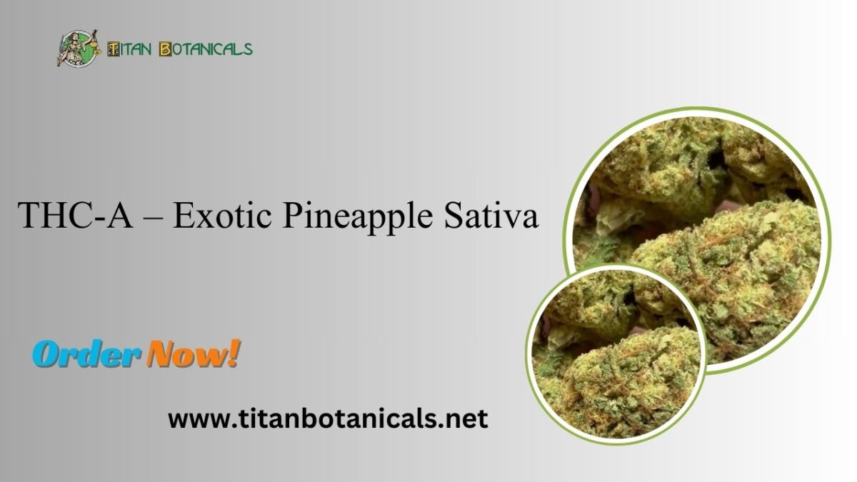 THC-A – Exotic Pineapple Sativa: Elevate Your Experience with Tropical Bliss