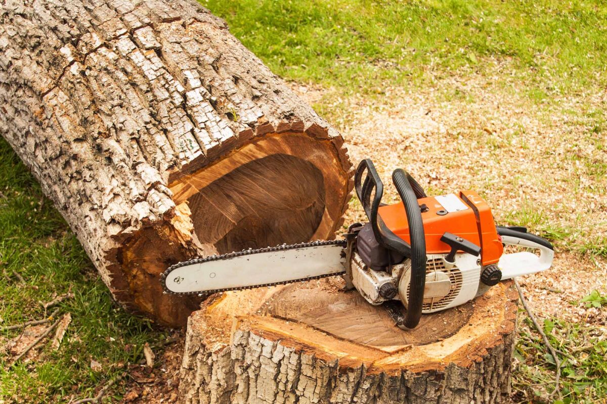 Tree Removal Services in Maryville TN