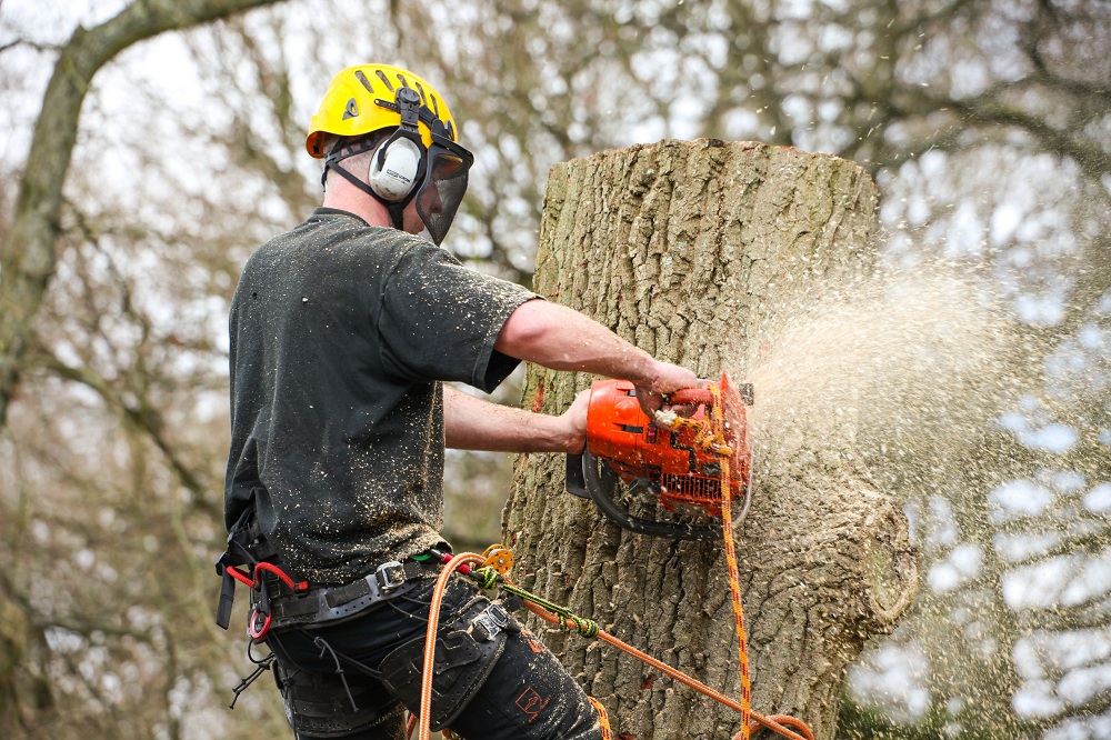 Tree Removal Services in Maryville TN