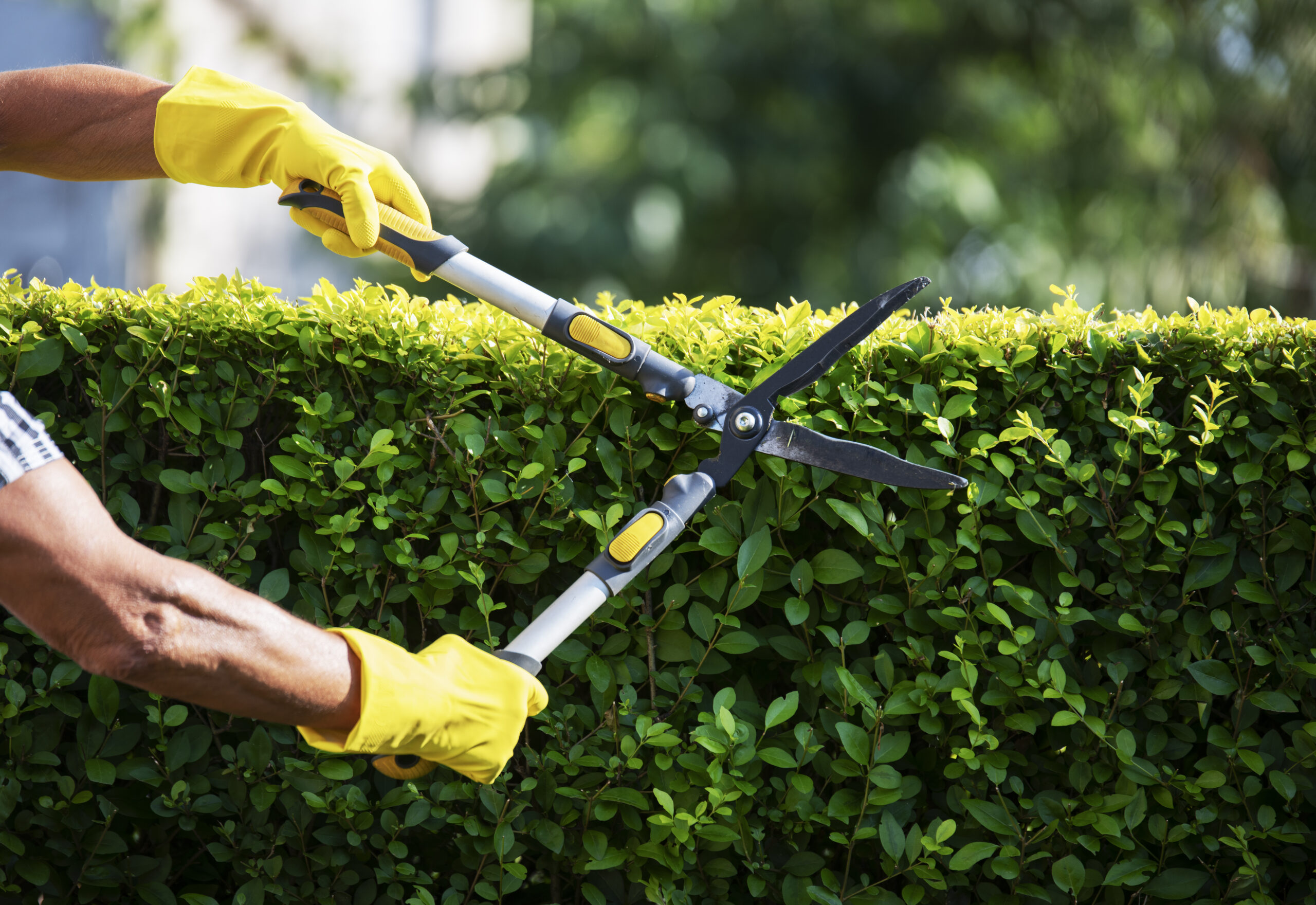 Tree Trimming & Pruning in Farragut TN