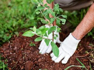 Tree trimming service in Fresno CA