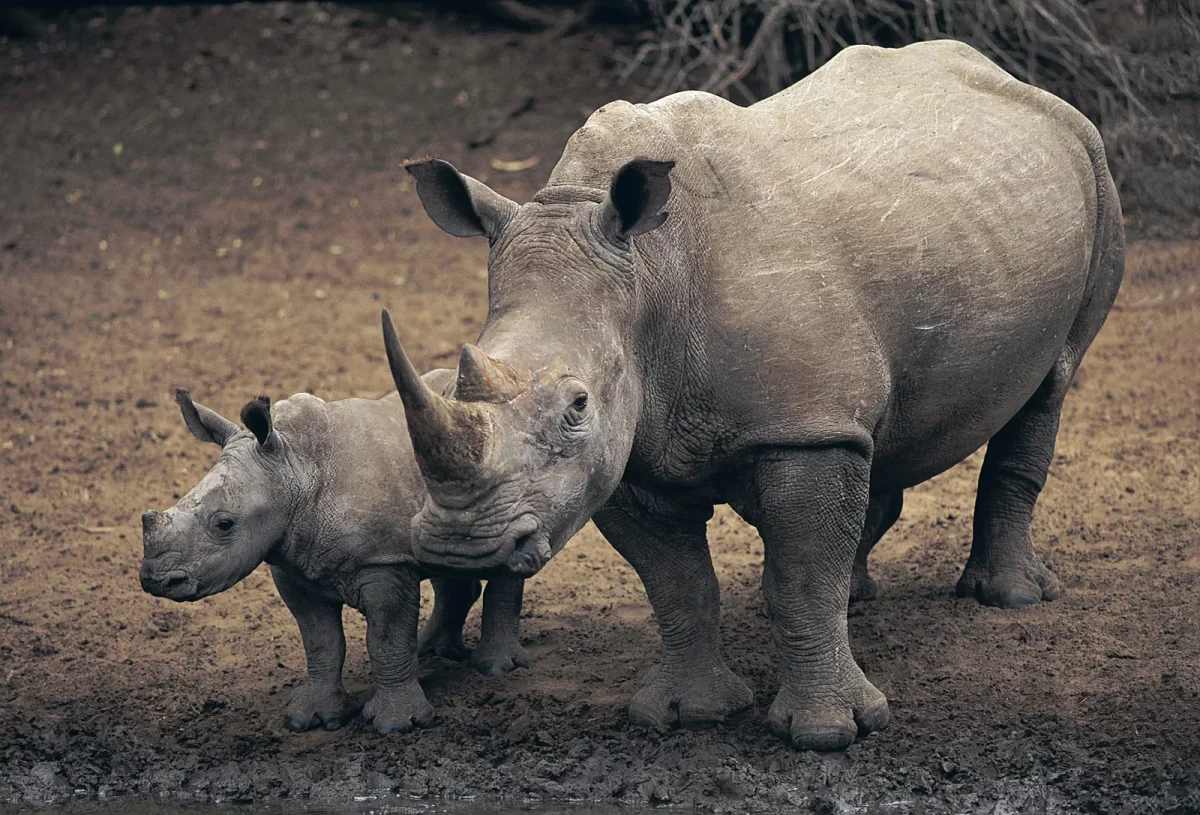 poaching in Uganda