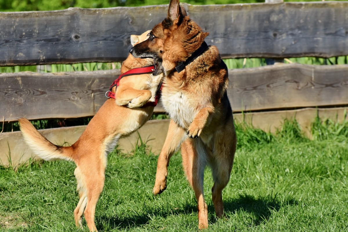 Managing Fear Aggression in Dogs A Guide for Responsible Pet Owners