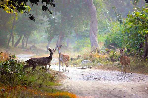 jimcorbett national park