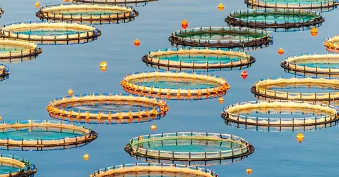 How Sustainable Aquaculture Benefits Ecosystems