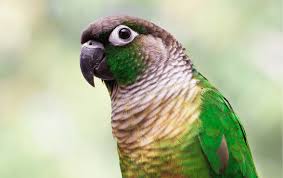 The Conure Bird: A Comprehensive Guide black-capped conure