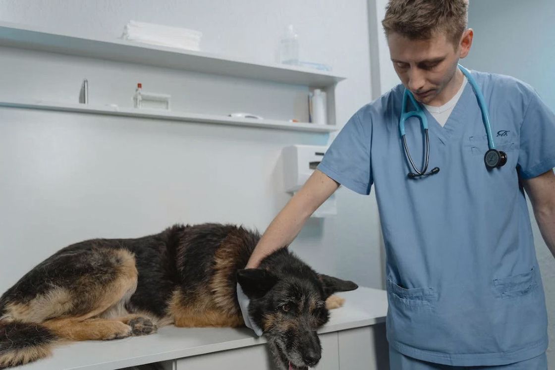 10 Signs Your Dog Might Need Hospice Care Services