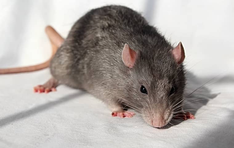 Top-Rated Rat Removal Services in Houston for a Pest-Free Home