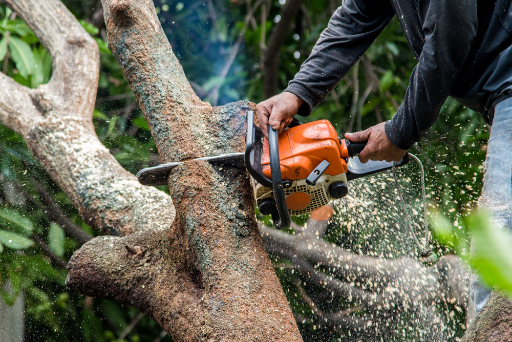 Tree Trimming Services in Canfield OH