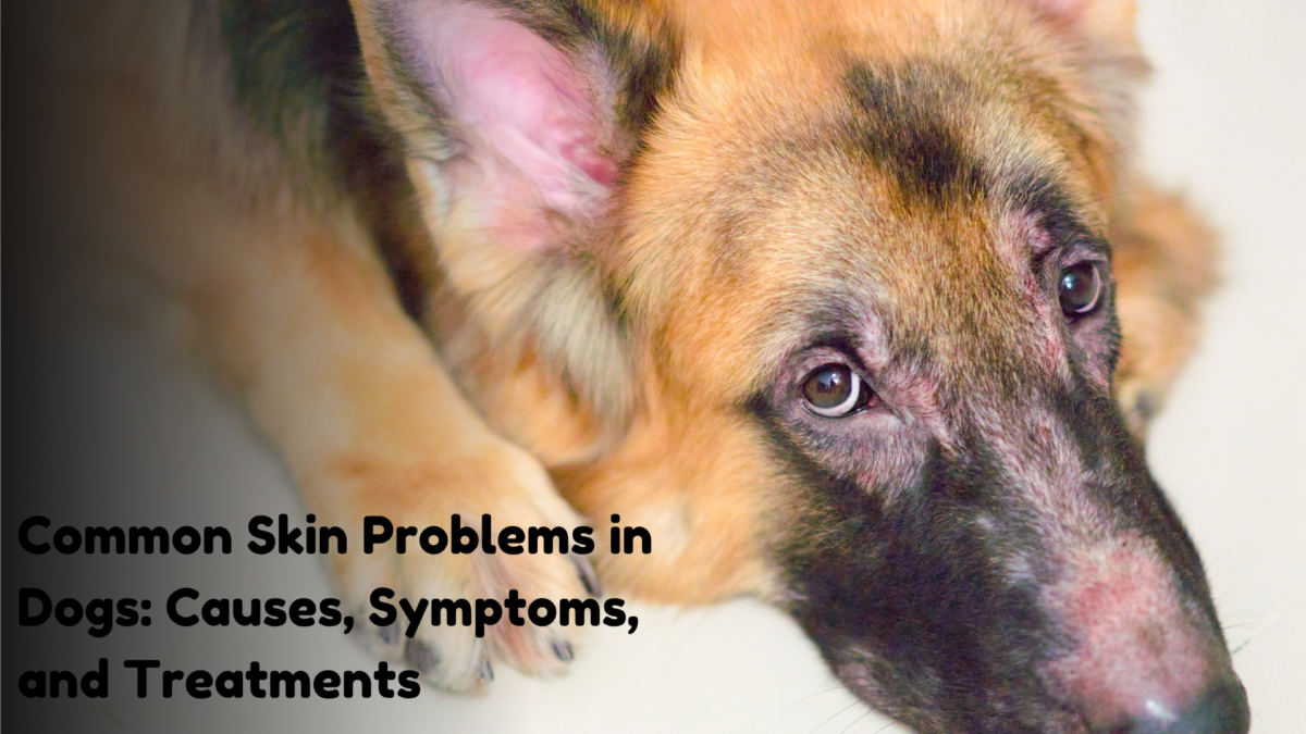 Common Skin Problems in Dogs: Causes, Symptoms, and Treatments