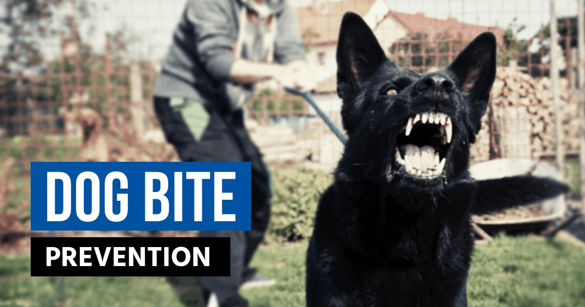 Dog Bite Prevention