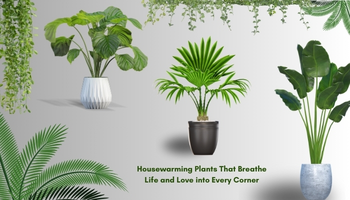 Housewarming Plants That Breathe Life and Love into Every Corner