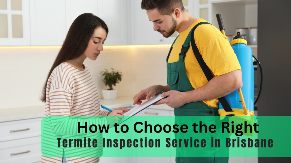 How to Choose the Right Termite Inspection Service in Brisbane