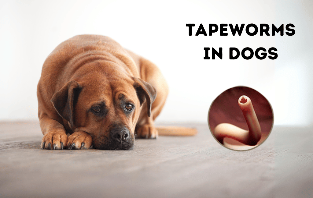 tapeworms in dogs