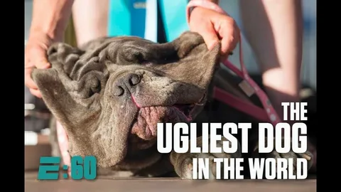 Peanut: The World’s Ugliest Dog – A Story of Resilience and Uniqueness