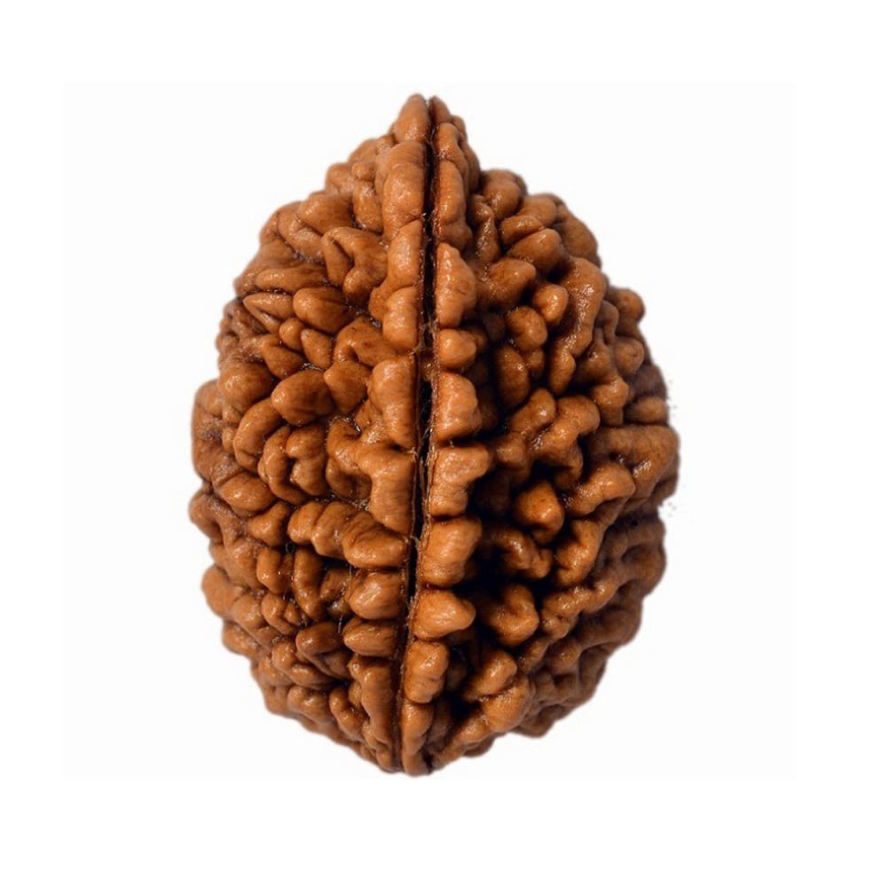 ek mukhi rudraksha from vedic realms