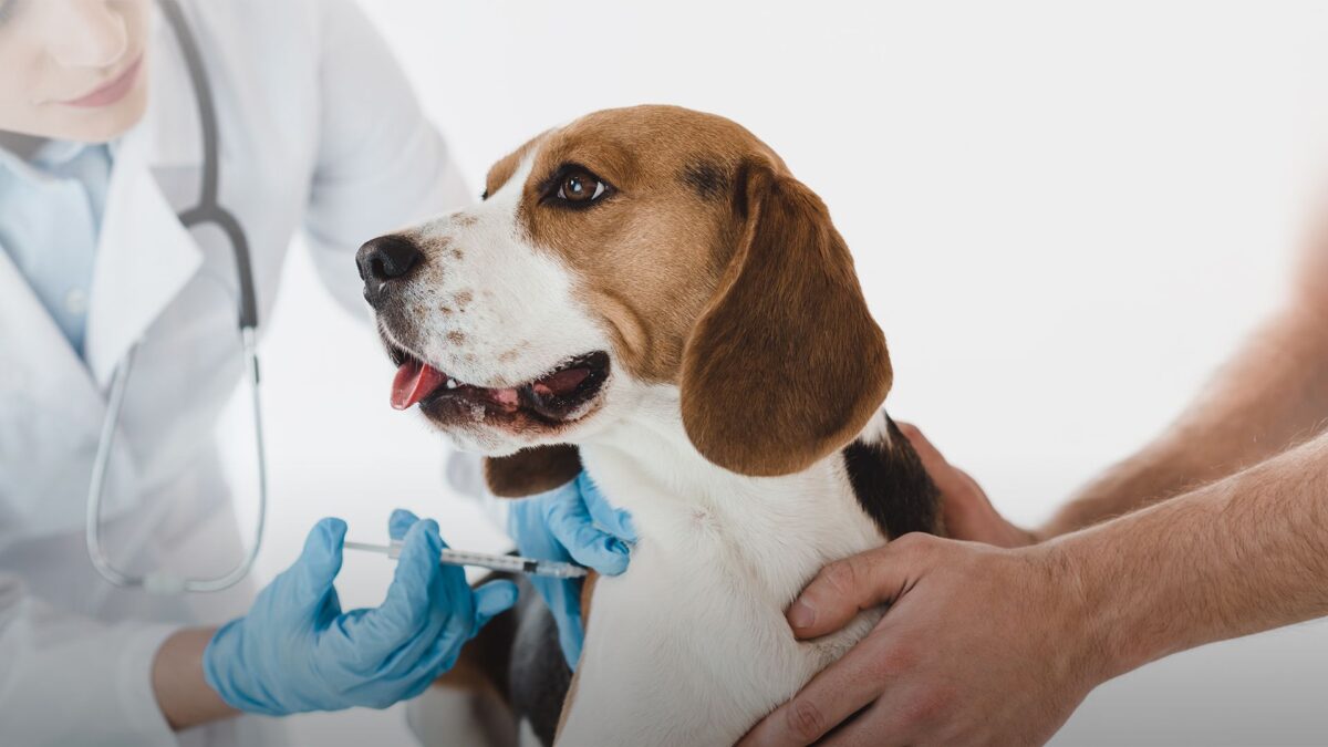 Essential Benefits of Vaccinating Pets in Dubai