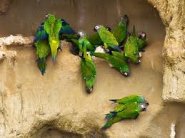 Exploring Senegal Parrots: A Comprehensive Guide and Where to Find Them for Sale