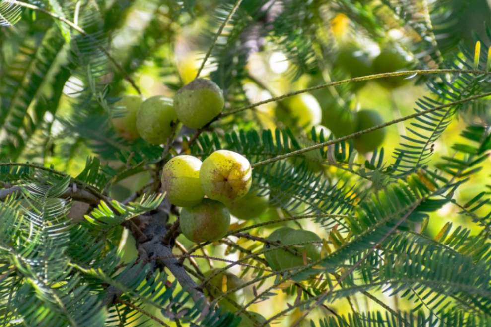 amla indian gooseberry