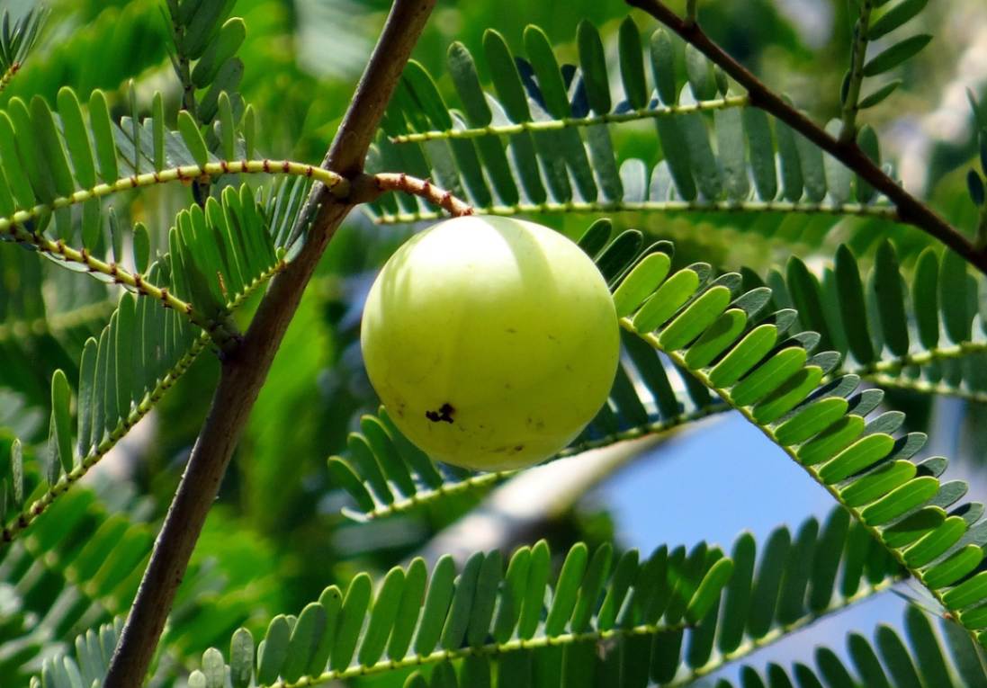 amla indian gooseberry