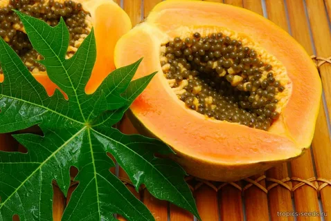 Papaya Tree Leaves Benefits: A Natural Remedy for Wellness