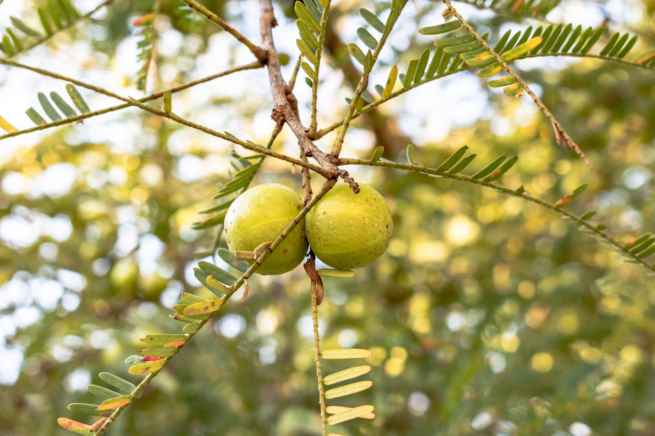 amla indian gooseberry