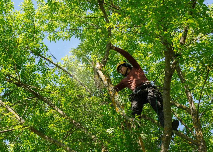 What tree care services are offered by local experts?