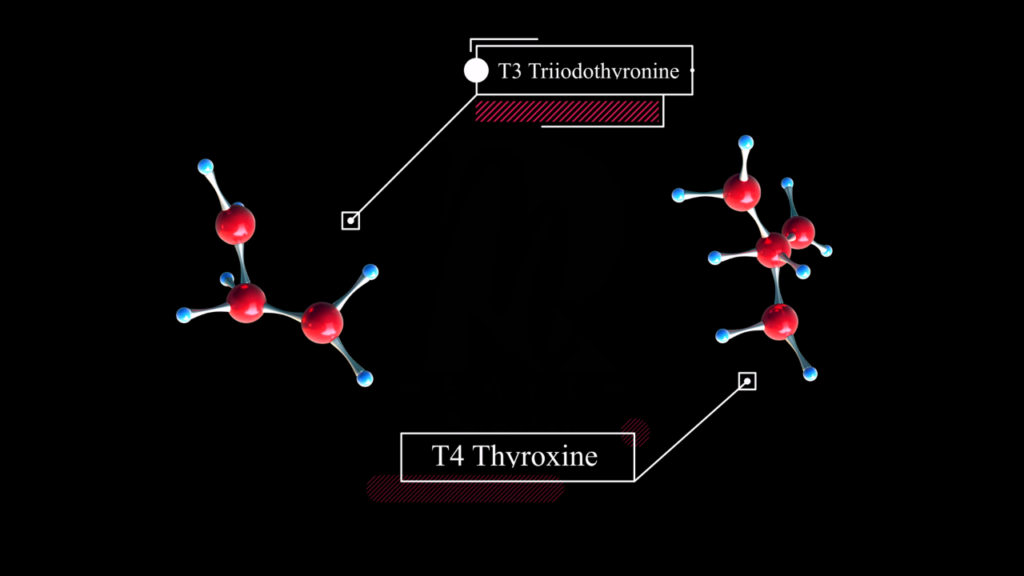 Thyroid-Gland