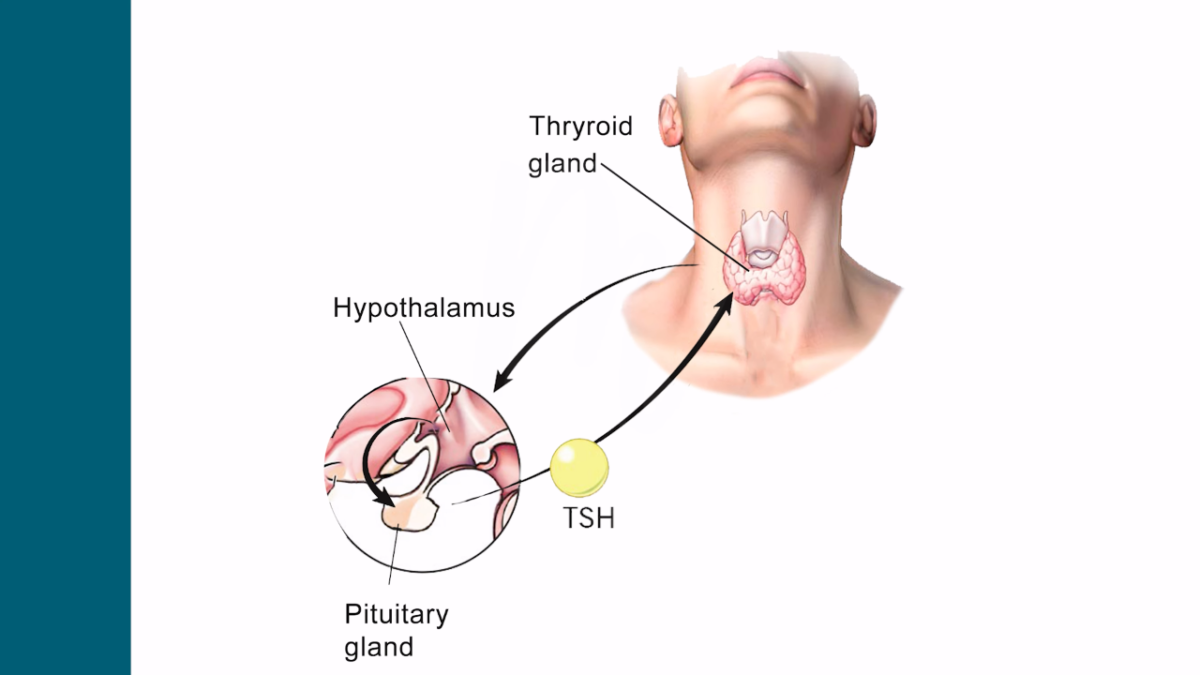 Thyroid Gland: Thyroid Hormones and Thyroid Problems