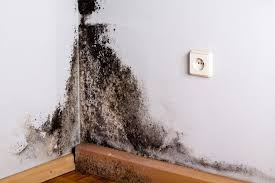 How Do Professionals Handle Mold Remediation Apex NC?