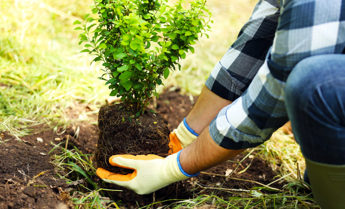 The Essential Guide to Tree Planting Services in Baton Rouge for a Greener Landscape