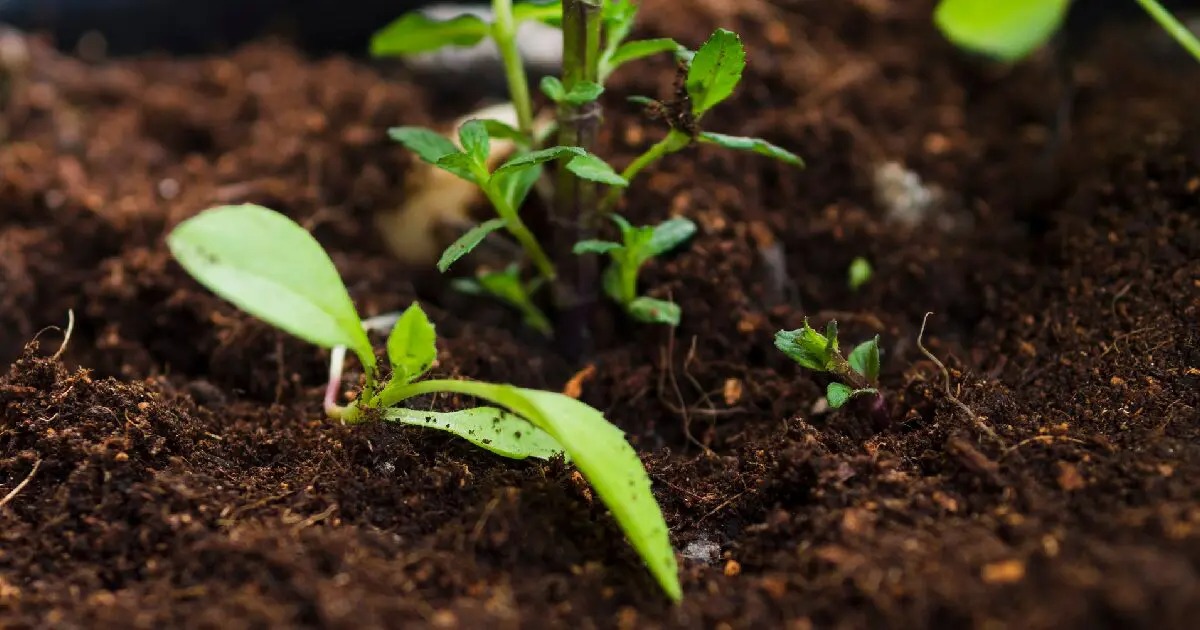 How a Living Soil Company Can Help Your Garden Thrive