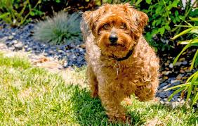 Yorkipoo Dog: The Perfect Blend of Charm and Intelligence