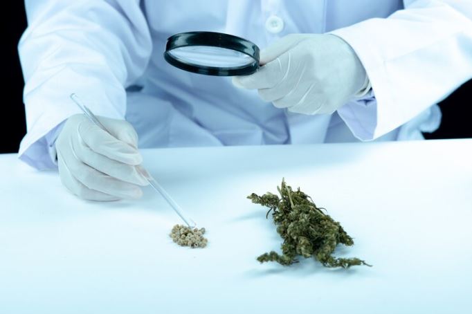 Buying Ganja Online: A Guide to Exploring Cannabinoids Safely and Conveniently