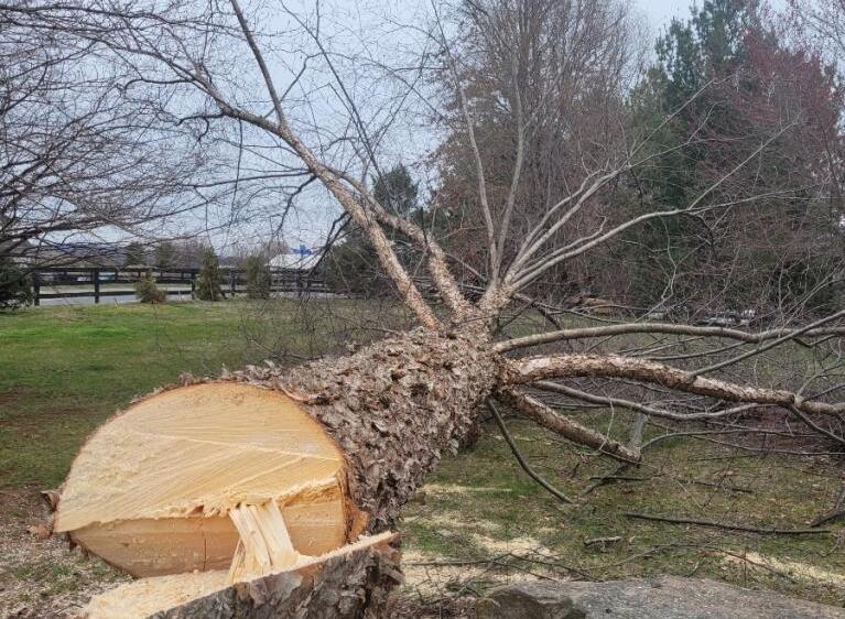 Benefits of Hiring Expert Tree Removal Services