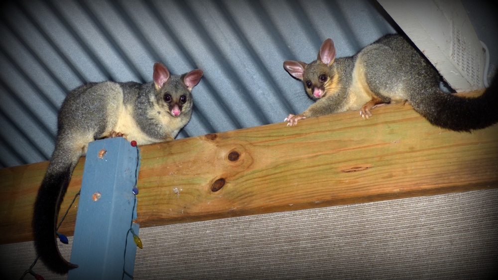 Possum Removal Services: Understanding, Importance, and Methods