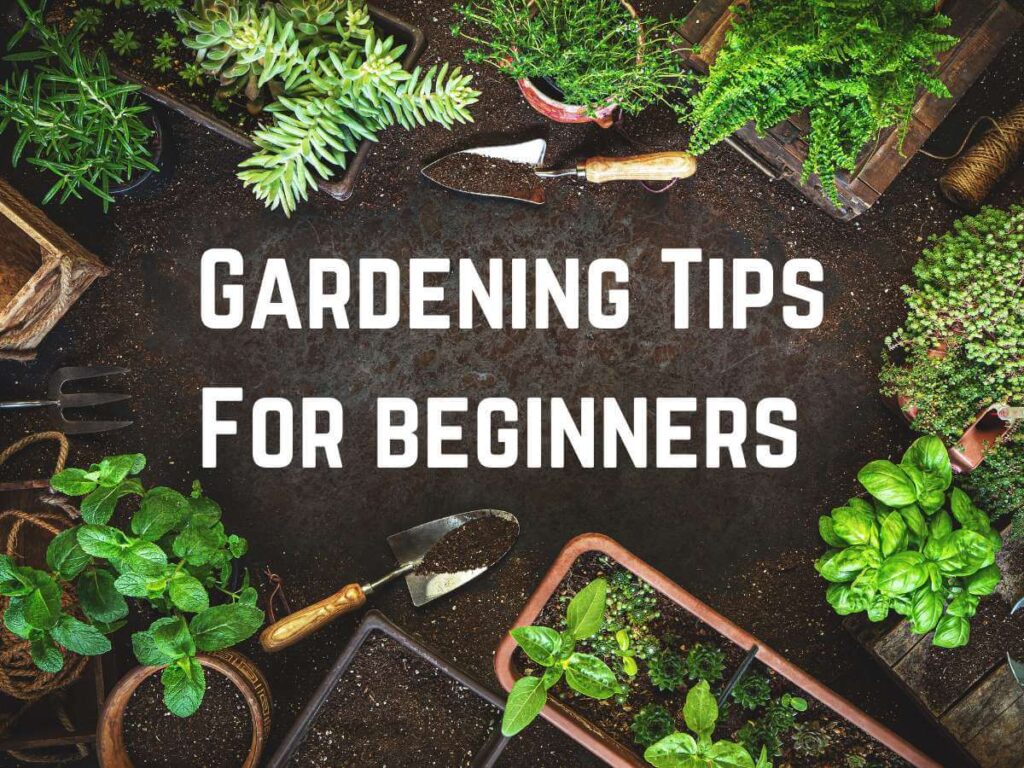 Best Gardening For Beginners