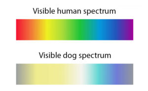 How Dog Vision Works