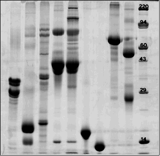 SDS PAGE Analysis