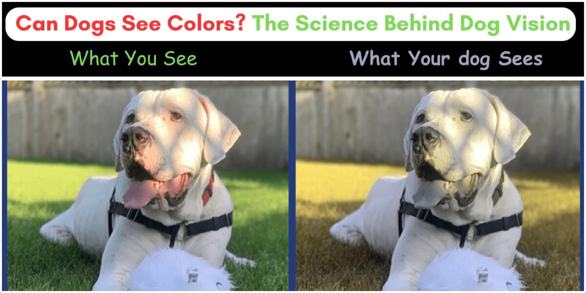 Can Dogs See Colors The Science Behind Dog Vision